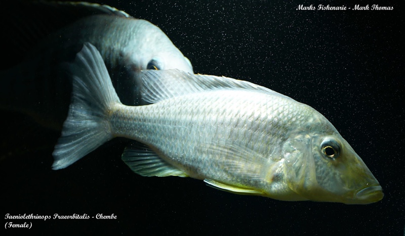 Taeniolethrinops praeorbitalis 'Chembe Beach'